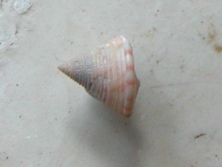 Esemplari famiglia Trochidae